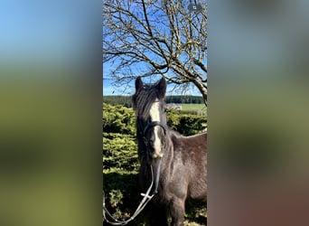 Gypsy Horse, Mare, 5 years, 13.2 hh, Black