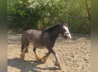 Gypsy Horse, Mare, 5 years, 13.2 hh, Brown Falb mold