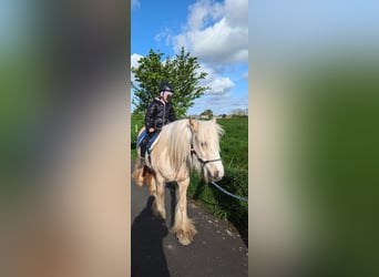 Gypsy Horse, Mare, 5 years, 13,2 hh, Palomino