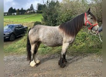 Gypsy Horse, Mare, 5 years, 13.3 hh, Buckskin