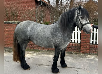 Gypsy Horse, Mare, 5 years, 13.3 hh, Gray-Blue-Tan