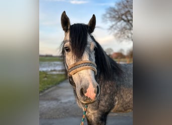 Gypsy Horse, Mare, 5 years, 13.3 hh, Gray-Blue-Tan