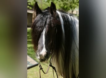 Gypsy Horse, Mare, 5 years, 13.3 hh, Pinto