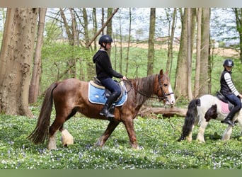 Gypsy Horse, Mare, 5 years, 13.3 hh, Roan-Red