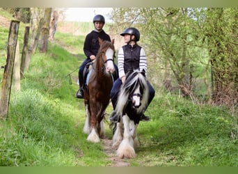 Gypsy Horse, Mare, 5 years, 13.3 hh, Roan-Red