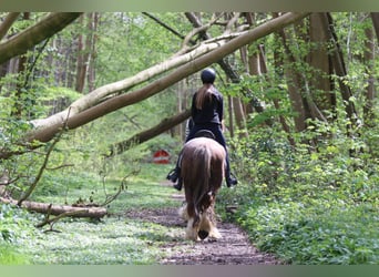 Gypsy Horse, Mare, 5 years, 13.3 hh, Roan-Red