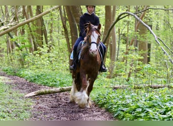 Gypsy Horse, Mare, 5 years, 13.3 hh, Roan-Red