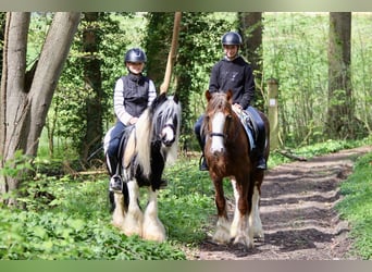 Gypsy Horse, Mare, 5 years, 13.3 hh, Roan-Red