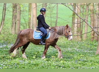 Gypsy Horse, Mare, 5 years, 13.3 hh, Roan-Red
