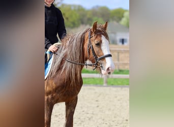 Gypsy Horse, Mare, 5 years, 13.3 hh, Roan-Red
