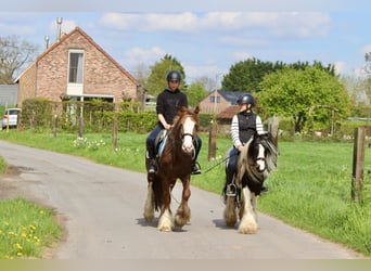 Gypsy Horse, Mare, 5 years, 13.3 hh, Roan-Red