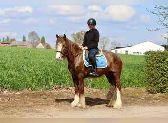 Gypsy Horse, Mare, 5 years, 13.3 hh, Roan-Red