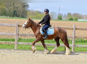 Gypsy Horse, Mare, 5 years, 13.3 hh, Roan-Red