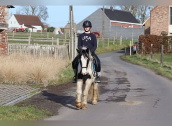 Gypsy Horse, Mare, 5 years, 13 hh, Pinto