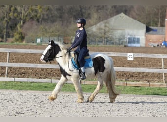 Gypsy Horse, Mare, 5 years, 13 hh, Pinto