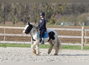 Gypsy Horse, Mare, 5 years, 13 hh, Pinto