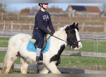 Gypsy Horse, Mare, 5 years, 13 hh, Pinto