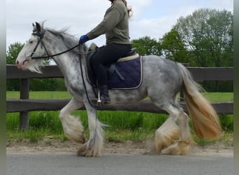 Gypsy Horse, Mare, 5 years, 13 hh, Roan-Blue