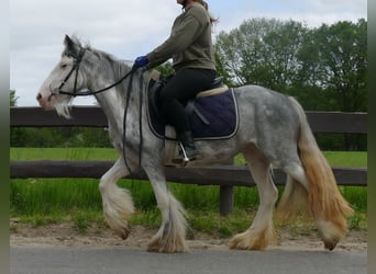 Gypsy Horse, Mare, 5 years, 13 hh, Roan-Blue