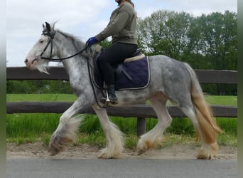 Gypsy Horse, Mare, 5 years, 13 hh, Roan-Blue