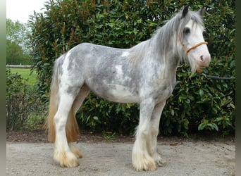 Gypsy Horse, Mare, 5 years, 13 hh, Roan-Blue