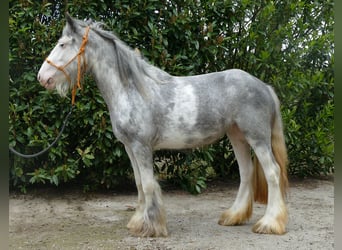 Gypsy Horse, Mare, 5 years, 13 hh, Roan-Blue