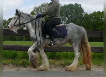 Gypsy Horse, Mare, 5 years, 13 hh, Roan-Blue