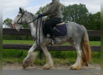 Gypsy Horse, Mare, 5 years, 13 hh, Roan-Blue