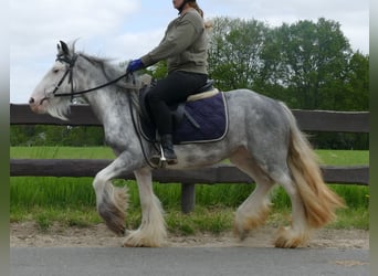 Gypsy Horse, Mare, 5 years, 13 hh, Roan-Blue