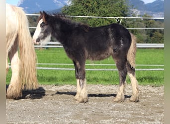 Gypsy Horse, Mare, 5 years, 13 hh, Sabino