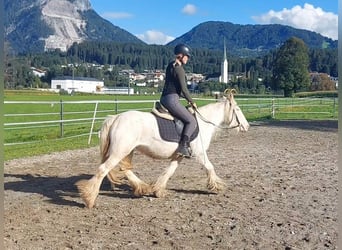 Gypsy Horse, Mare, 5 years, 13 hh, Sabino