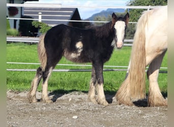 Gypsy Horse, Mare, 5 years, 13 hh, Sabino