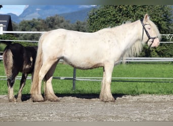 Gypsy Horse, Mare, 5 years, 13 hh, Sabino
