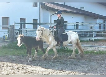 Gypsy Horse, Mare, 5 years, 13 hh, Sabino
