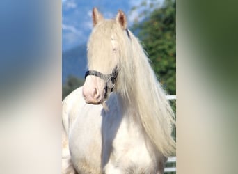 Gypsy Horse, Mare, 5 years, 13 hh, Sabino