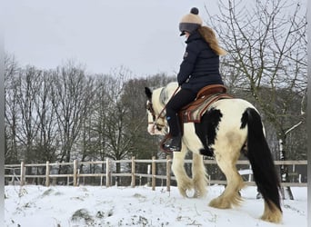 Gypsy Horse, Mare, 5 years, 13,1 hh