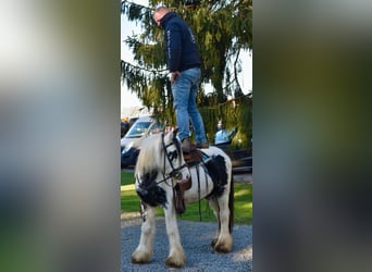 Gypsy Horse, Mare, 5 years, 13,1 hh, Pinto