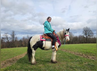 Gypsy Horse, Mare, 5 years, 13,1 hh, Pinto