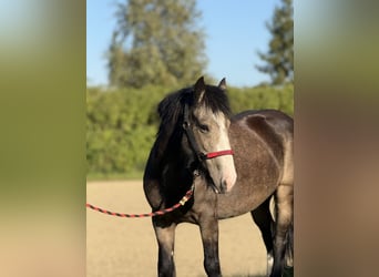 Gypsy Horse, Mare, 5 years, 13,2 hh, Buckskin