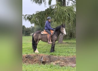 Gypsy Horse, Mare, 5 years, 13,2 hh, Buckskin