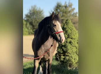 Gypsy Horse, Mare, 5 years, 13,2 hh, Buckskin