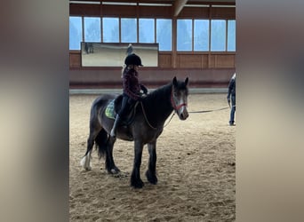 Gypsy Horse, Mare, 5 years, 13,2 hh, Buckskin