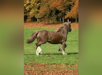 Gypsy Horse, Mare, 5 years, 13,2 hh, Chestnut