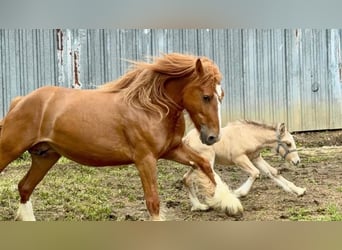Gypsy Horse, Mare, 5 years, 13,2 hh, Chestnut