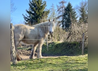 Gypsy Horse, Mare, 5 years, 13,2 hh, Palomino