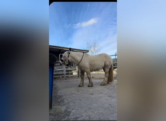 Gypsy Horse, Mare, 5 years, 13,2 hh, Palomino