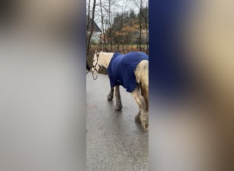 Gypsy Horse, Mare, 5 years, 13,2 hh, Palomino