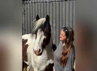 Gypsy Horse, Mare, 5 years, 13,3 hh, Pinto