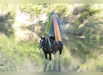 Gypsy Horse, Mare, 5 years, 13,3 hh, Pinto