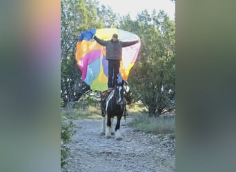 Gypsy Horse, Mare, 5 years, 13,3 hh, Pinto